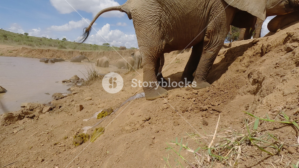 Low wide of male African elephant (Loxodonta africana) peeing and defecating next to water hole in dry savannah in sunny day in Kenya
