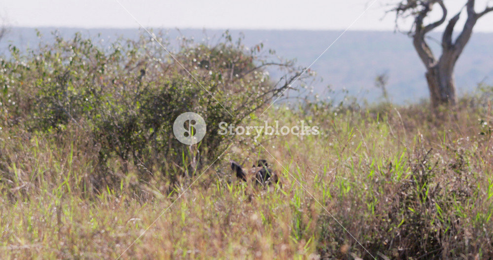 Wide of African wild dog (Lycaon pictus) walking in tall grass while scanning the savanna in the afternoon in Kenya