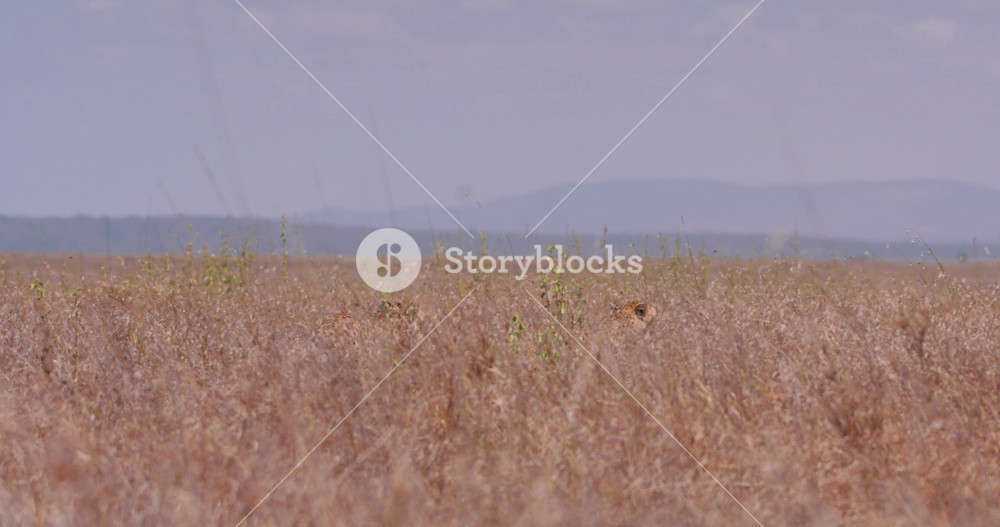 Extreme wide pan shot of two cheetahs (Acinonyx jubatus) walking into tall savannah grassland at noon in Kenya.