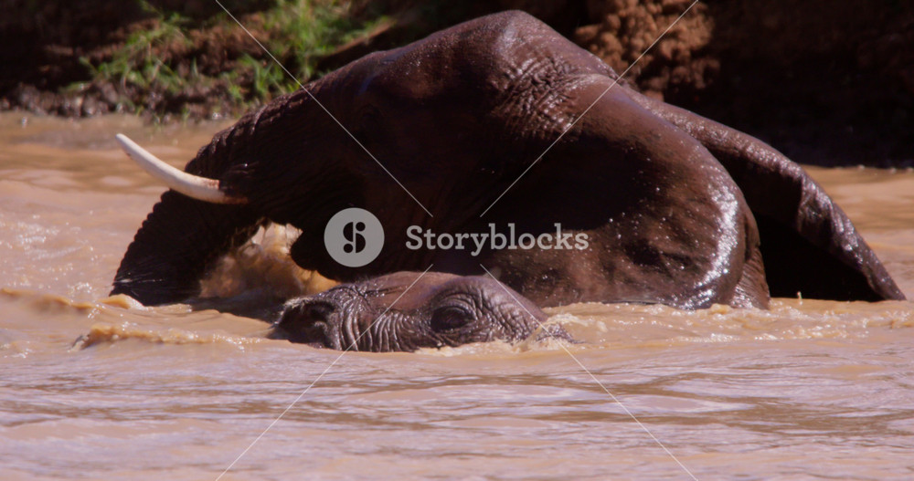 Wide of a herd of African Bush Elephants (Loxodonta africana) resurfacing from a muddy waterhole in the savannah at midday in Kenya