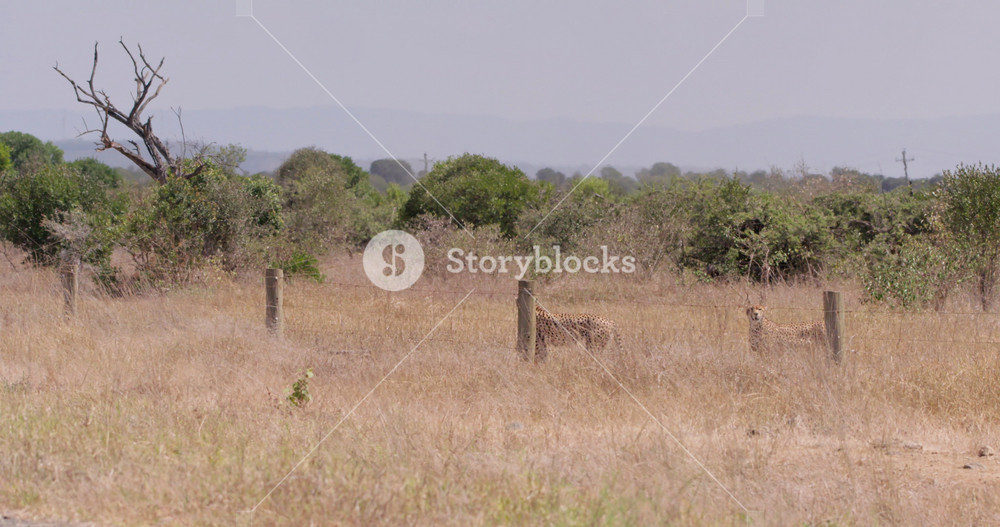 Wide shot of a coalition of cheetahs (Acinonyx jubatus) moving with stealth to crossover a fence in the savanna during the evening in kenya