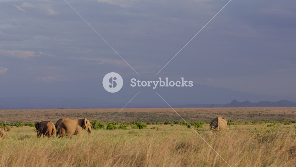 Very wide gimbal parallax of African Bush Elephants (Loxodonta africana) grazing in the grass at daybreak overlooking the hills in Kenya