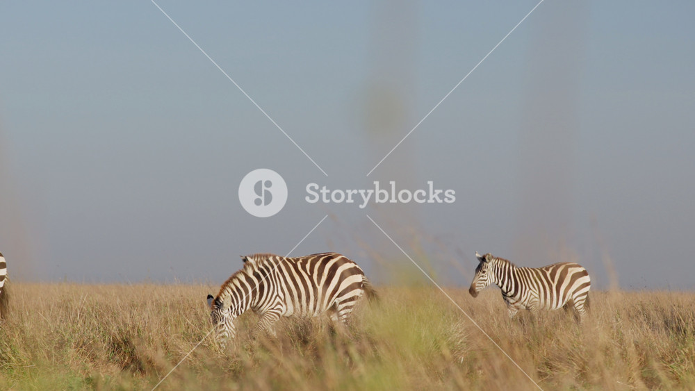 Very wide dolly tracking of a zeal of Plains Zebras (Equus quagga) walking through dry savannah grassland in the afternoon in Kenya