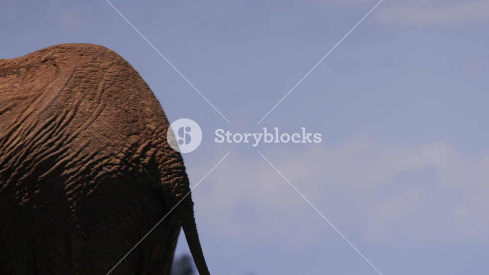 Close up pan of an african elephant's (Loxodonta africana) trunk and body as it walks during the morning in Africa.