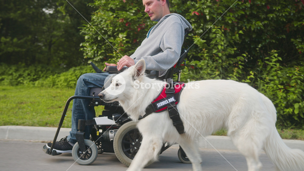 Tracking side view shot of a Caucasian disabled man in an electric wheelchair, and his service dog, the White Swiss Shepherd, on a walk.