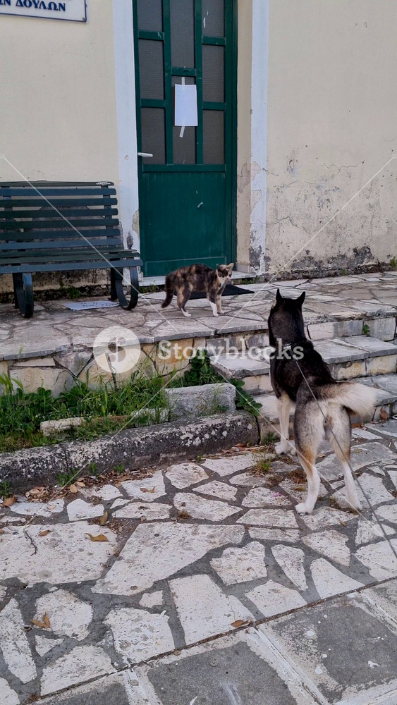 Tense standoff between curious Husky dog on leash and defensive calico cat outside traditional house in Corfu Greece village with green door background