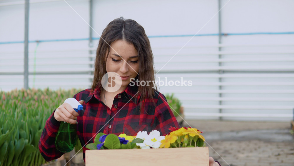 Young caucasian girl florist or nerd holds a craft box with 5 pots of colorful flowers and irrigates them with water from a sprinkler