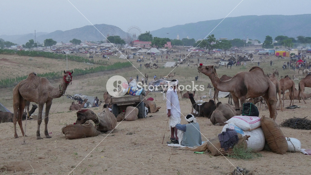 PUSHKAR, INDIA OCTOBER 2014: Overview of the Pushkar Camel Fair, a festival held every year where camels and other animals are traded, traditions and culture in India