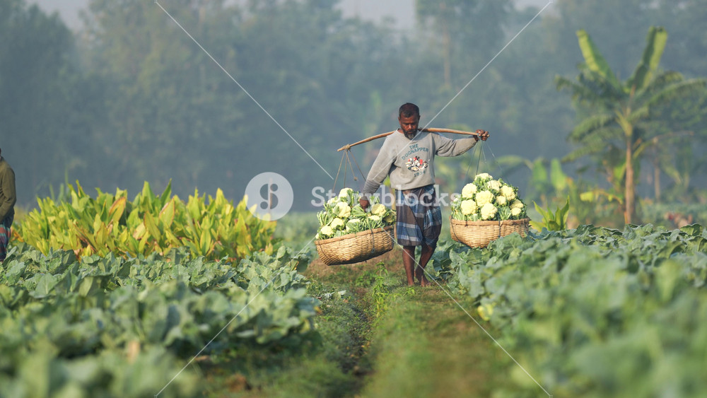 Bogura, Bangladesh - 30 September 2023: View of a farmer carrying two large baskets of fresh cauliflower on a shoulder yoke through a lush green field during a misty morning.