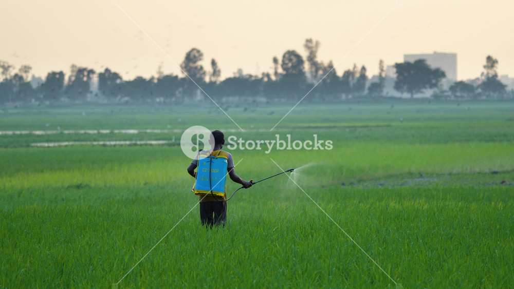 Bogura, Bangladesh - 15 September 2023: View of a farmer spraying pesticides in a green rice paddy field with a blue tank sprayer during a hazy morning.
