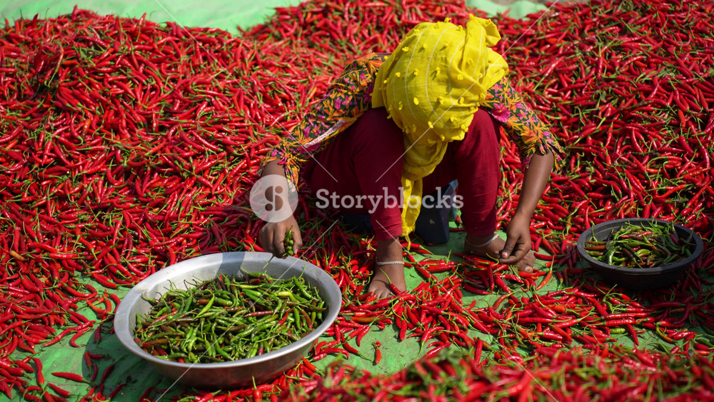 Bogura, Bangladesh - 29 May 2024: View of a woman in a yellow headscarf sorting red chili peppers on a green tarp under bright sunlight.