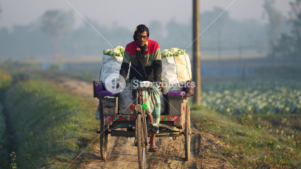 Bogura, Bangladesh - 12 May 2026: View of a man riding a cycle rickshaw van loaded with sacks of cauliflower along a narrow dirt road through misty agricultural fields.