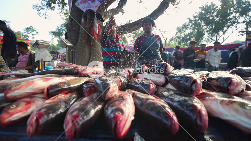 Bogura, Bangladesh - 12 May 2026: View of fresh fish displayed on a table at a local outdoor market with vendors and customers standing under a large tree.