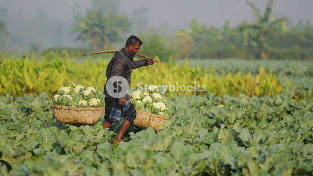 Bogura, Bangladesh - 30 September 2023: View of a farmer carrying two large baskets of fresh cauliflower on a shoulder yoke through a lush green vegetable field.