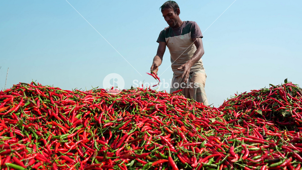 Bogura, Bangladesh - 08 June 2024: View of a worker throwing red chili peppers onto a large pile under a clear blue sky during the harvest season.