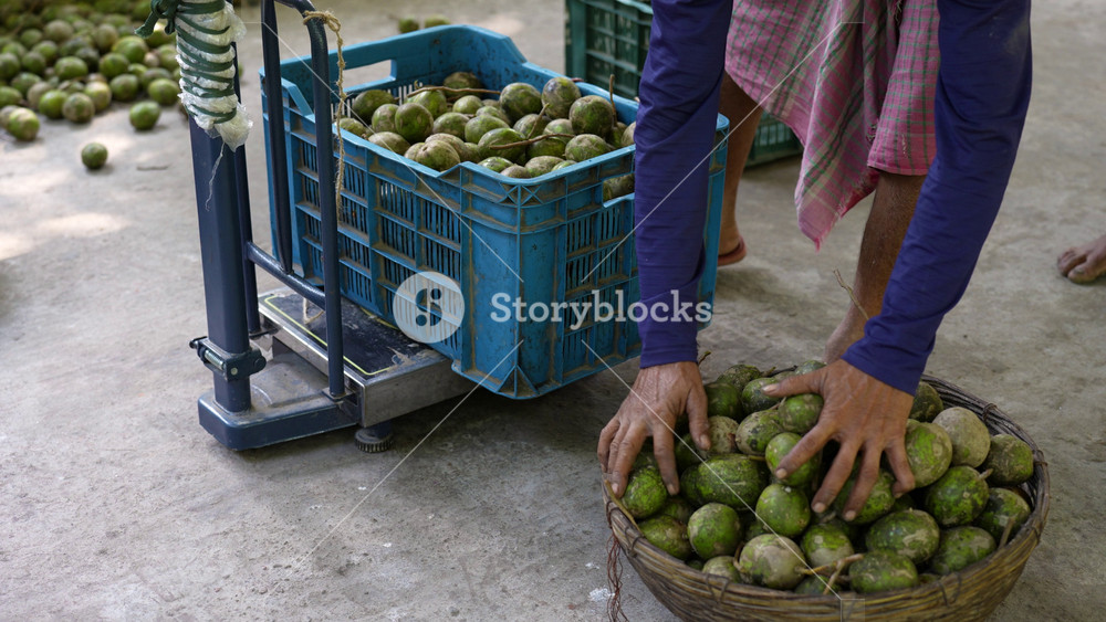 Jhalakathi, Bangladesh - 06 October 2023: View of workers weighing crates of green hog plums on a mechanical scale at a local market with baskets of fruit on the ground.