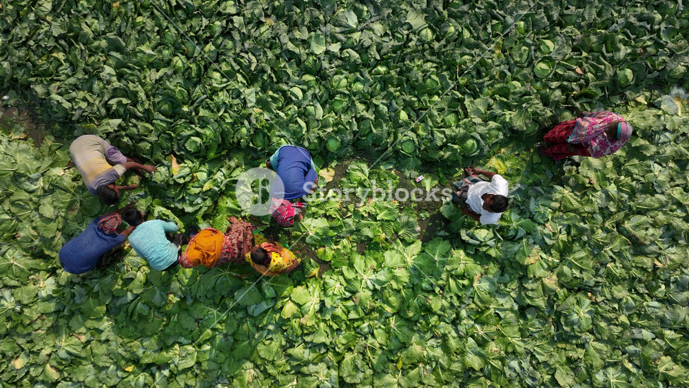 Bogura, Bangladesh - 02 October 2023: View of farmers harvesting green cabbages in a lush field under bright daylight.