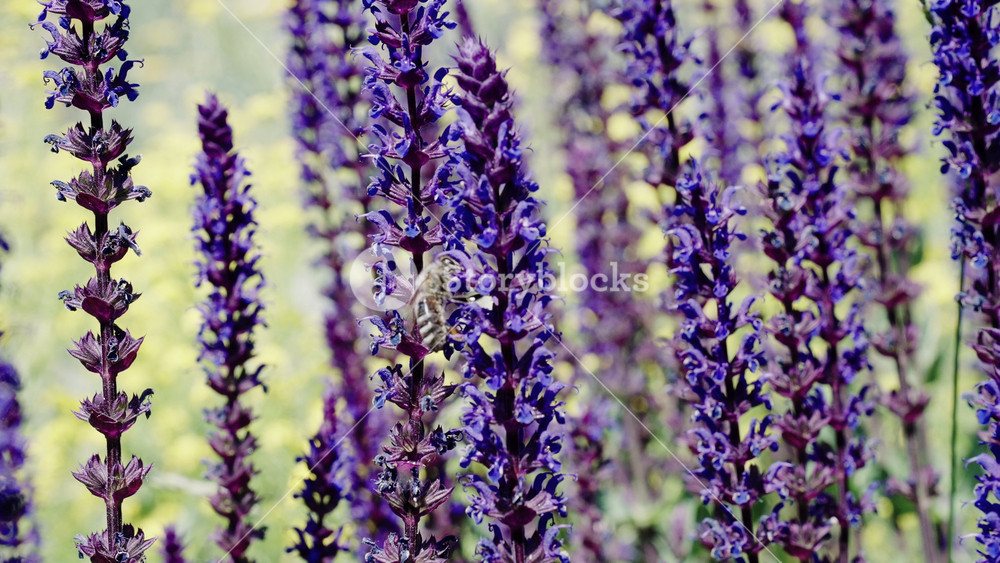 Field of lavender. Lavender flowers in summer. France Provence lavender field. Purple lavender bloom in nature. Composition of nature
