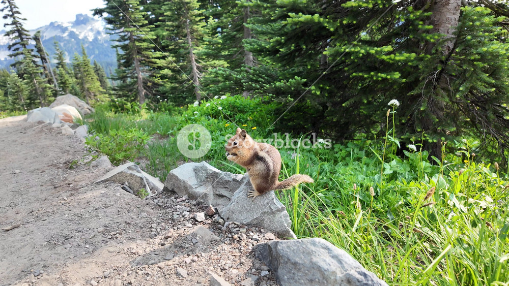 Chipmunk rodent. Gopher outdoor. Wild animal in nature. Squirrel at the pathway. Rodent animal chipmunk. Rodent animal family. Wildlife