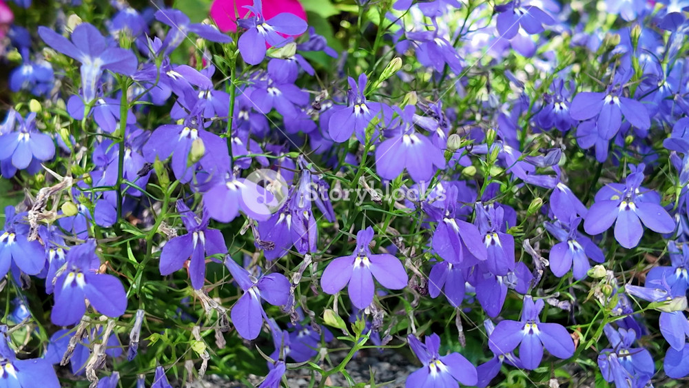 Lobelia flower. Flowering nature closeup. Macro of flowering lobelia. Purple flower. Natural lobelia flower plant. Flora nature. Bright