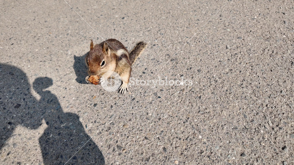 Gopher outdoor. Wild animal in nature. Squirrel eating, 4k. Rodent animal chipmunk. Rodent animal family. Wildlife nature. Ground squirrel