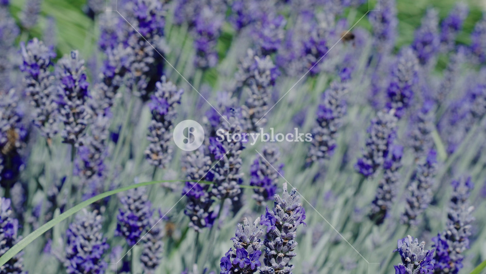 France Provence lavender field. Beautiful purple lavender bloom in nature. Beauty of nature. Summer blooming flower. Blooming flower field