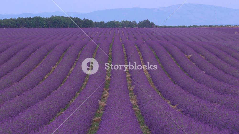 Lavender Fields Rolling Hills in Provence France Perfect Manicured Rows of Plants Crops in Lines with Mountain in Background. Purple Flowers Farm