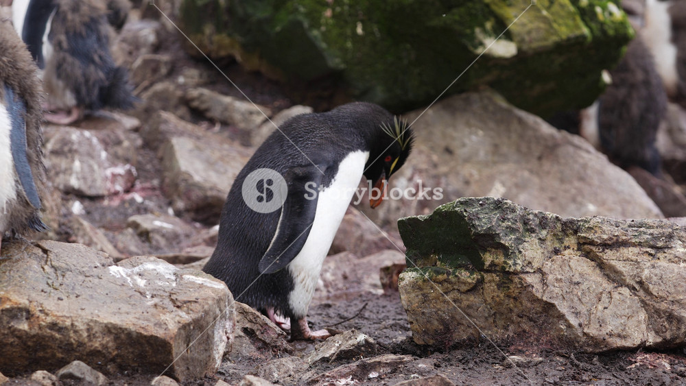 Rockhopper Penguin Picks Up Stick For Nest. Camera Pan to Follow Movement Jump and Hop Over. Colony in the Falkland Islands Wildlife Documentary