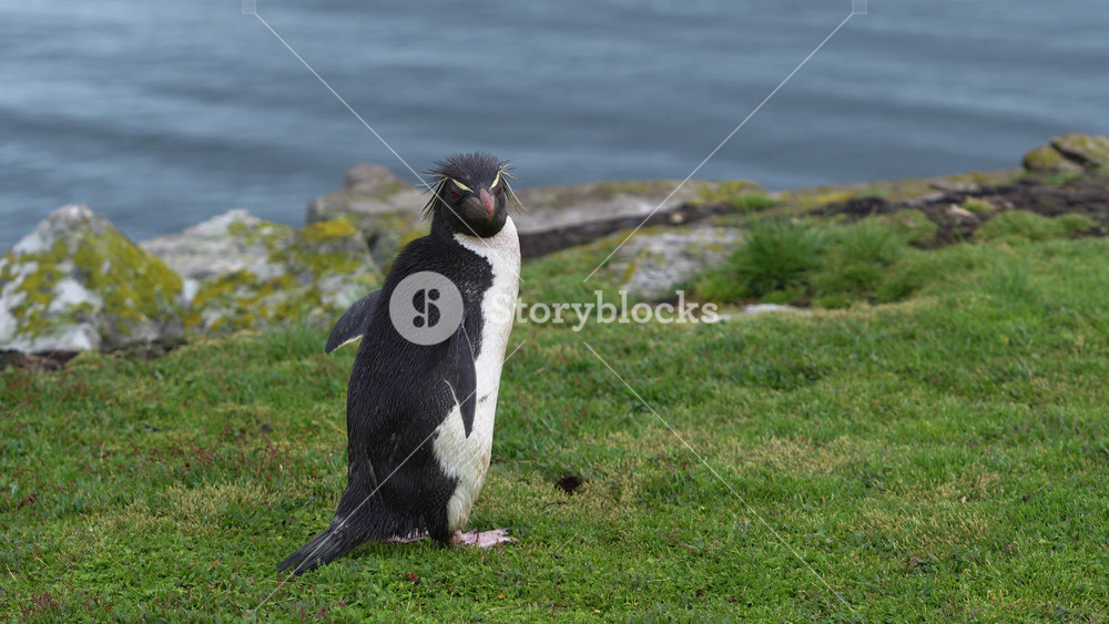 Cute Rockhopper Penguin with Rock Pebble in Mouth Runs Excited on Grass Near Ocean to Colony in the Falkland Islands Wildlife Documentary. Dirty