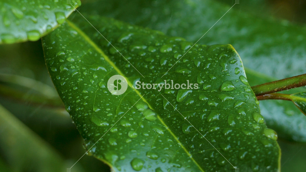 Slow Motion Rain Drops Dripping From Green Leaves Magnolia During Rain. Calm Relaxing Meditation Peaceful Background. Green Leaves of Plant Waving Because of Water Drops. Calm Relaxing Meditation.