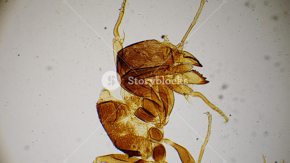 Close up ant anatomy showing chitin exoskeleton under microscope. Macro photograph of ant's body. Detailed view of insect's anatomy, showing its exoskeleton. Scientific for biology or entomology study