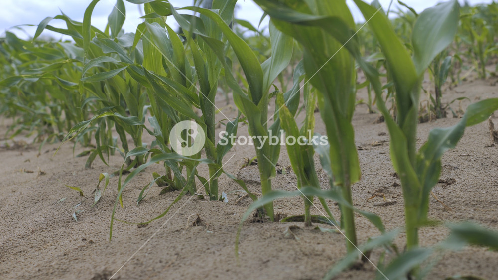 Green Leaves Corn of Plants in Field. Farm of Maize Plants. Edge of Cornfield With Corn Stalks, Leaves and Tassels Waving in Breeze.Dry Soil, Climate Change.