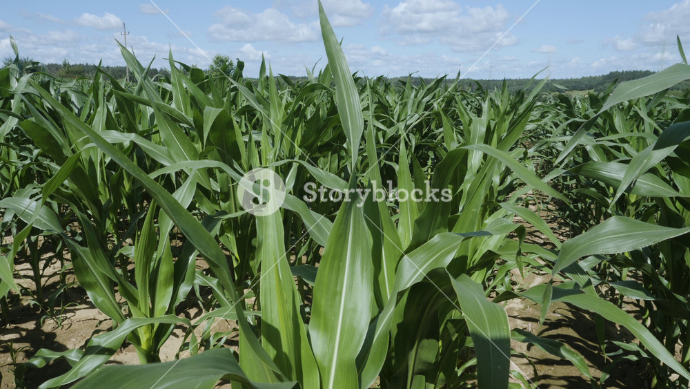 Green Leaves Corn of Plants in Field and Blue Sky With White Clouds. Farm of Maize Plants. Edge of Cornfield With Corn Stalks, Leaves and Tassels Waving in Breeze. Agriculture Agribusiness.