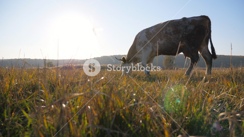 Cow eating fresh green grass at lawn. Cattle grazing on pasture. Beautiful landscape of countryside with sunshine at background. Farming concept. Slow motion Low view Dolly shot