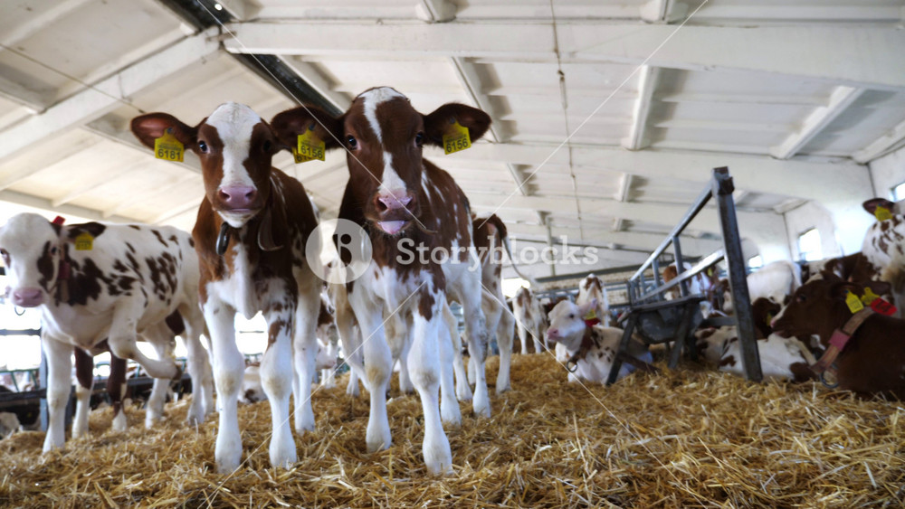 Curious small calves showing curiosity looks into camera at dairy farm. Portrait of beautiful little cows in stable at milk factory. Concept of agriculture industry and animal husbandry. Close up.