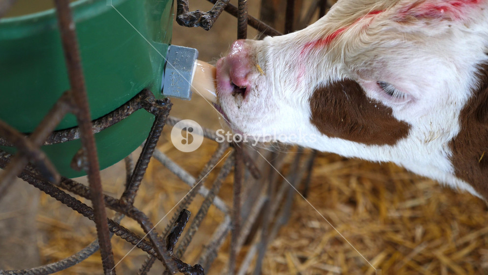 Little baby mammal animal sucking milk from bucket with pacifier in the fence at cowshed. Small newborn cow drinking dairy in paddock at farm. Hungry cute calf feeding by lactic at cowhouse. Close up.