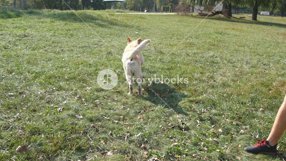Man throwing stick or toy for animal for his dogs. Labrador or golden retriever going to fetch wooden stick. Male owner and his domestic animal playing outdoor at nature in summer. Close up.