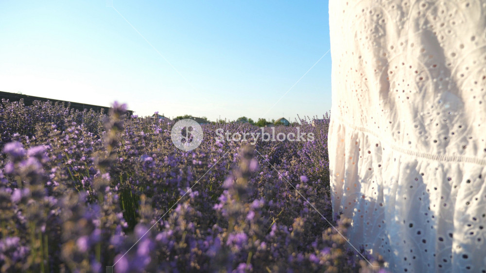 Young girl in white dress running through lavender field at sunny day. Carefree woman having fun while jogging among flower meadow. Scenic countryside landscape. Summer or freedom concept. Slow motion