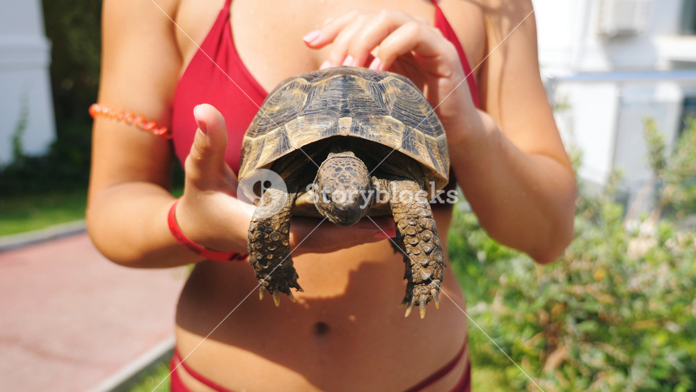 Unrecognizable girl in red swimsuit holding little turtle in her palms. Young female tourist resting on luxury resort. Tortoise in hands of woman. Concept of travel or tourism. Slow motion Close up