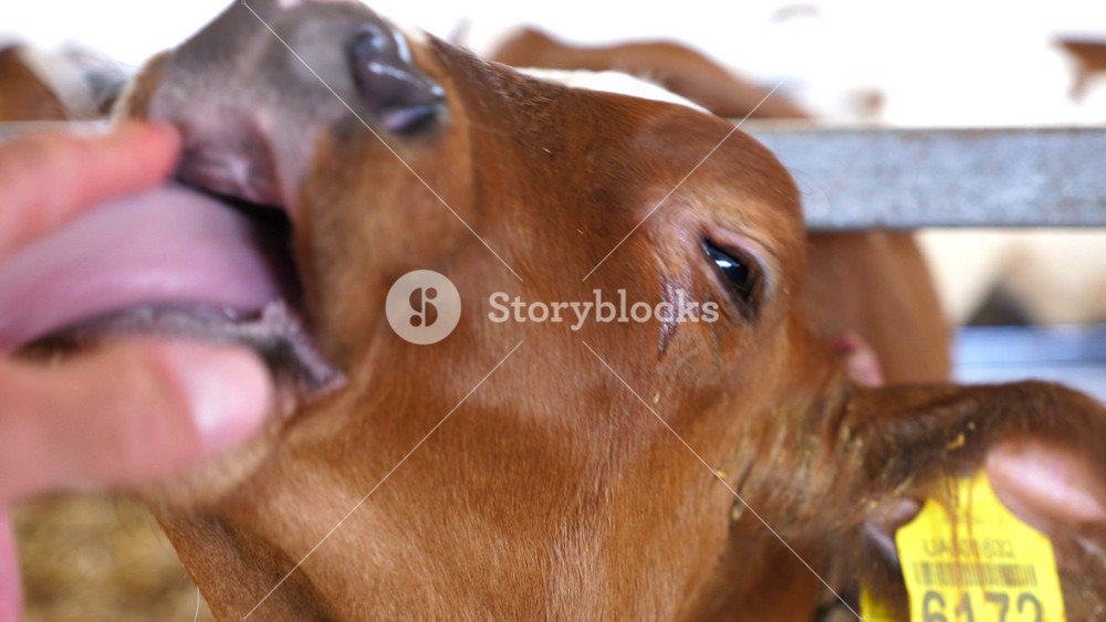 Cute small calf licking male finger in paddock at dairy farm. Hand of man petting a little cow mouth at milk factory. Young guy stroking muzzle of cute heifer at cowshed. Care and love to animal. POV