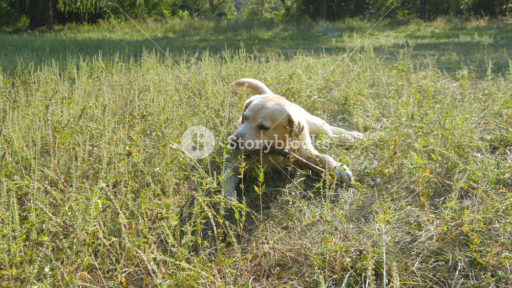 Labrador or golden retriever catch wooden stick into the mouth and eating it outdoor. Animal chew and biting a stick at nature. Dog playing outside. Summer landscape at background. Close up.