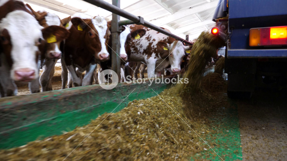 Tractor spreading silage to feeding herd of cows at milk factory. Friendly mammal animals eating fresh forage at dairy factory. Concept of agriculture industry and livestock husbandry. Slow motion.