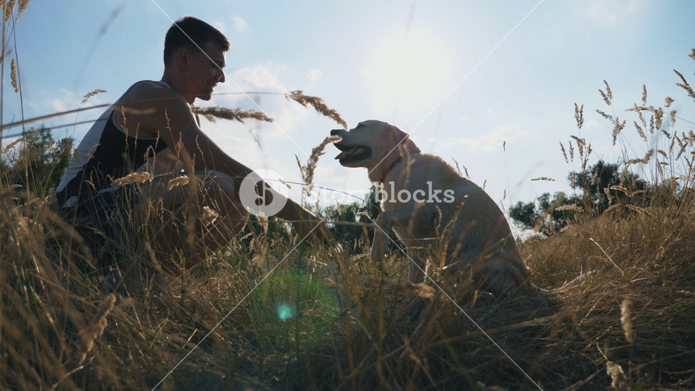 Labrador or golden retriever sits on grass and gives paw to his male owner. Man trains dog outdoors. Friendship with domestic animal. Sunshine at background. Side view Slow motion Close up.