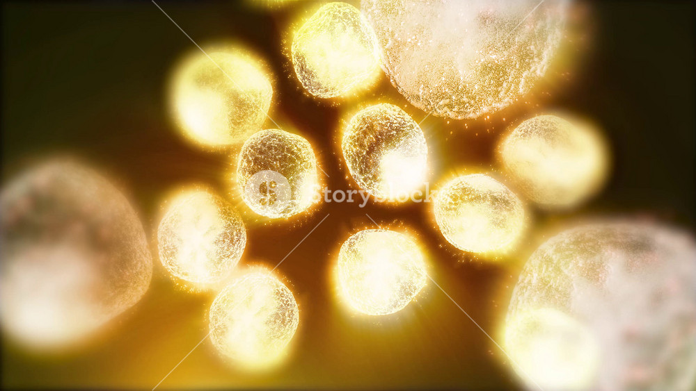 Cells of a living organism divide, clearly demonstrating the process of uncontrollable growth and reproduction of cells and bacteria.