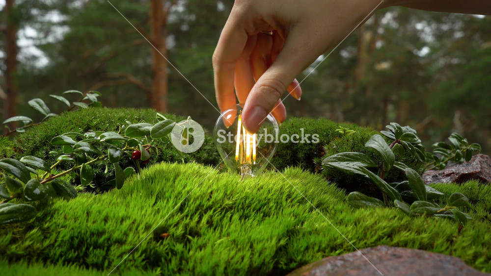 The energy-saving light bulb lights up among the greenery of the virgin northern forest, drawing energy from the nature. The concept of eco