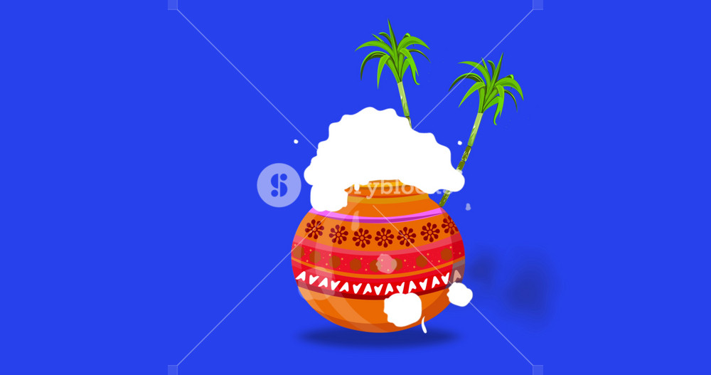Happy Pongal festival pot and sugarcane on on blue screen. Can be used for Happy Pongal greetings. Animation with Blue Screen Alpha Channel. 4k